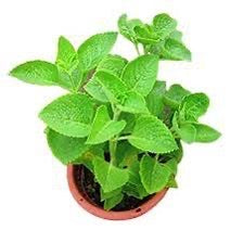 Ajwain Live herbal Plant