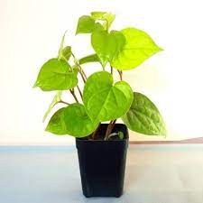 Beetel Leaf Plant