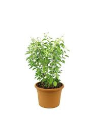 Auspicious Tulsi Plant-Holy Basil Plant
